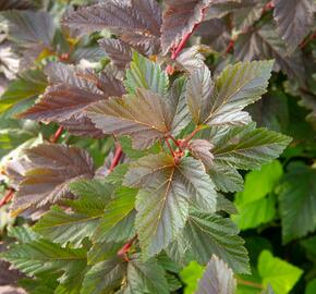 Tavola kalinolistá 'Schuch' - Physocarpus opulifolius 'Schuch'