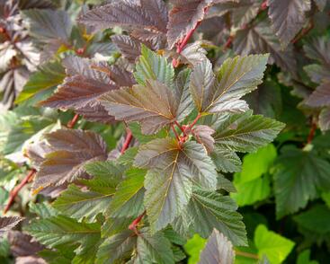 Tavola kalinolistá 'Schuch'