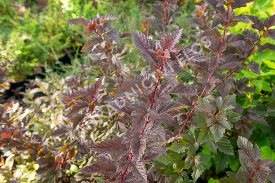 Tavola kalinolistá 'Schuch' - Physocarpus opulifolius 'Schuch'