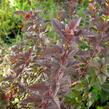 Tavola kalinolistá 'Schuch' - Physocarpus opulifolius 'Schuch'