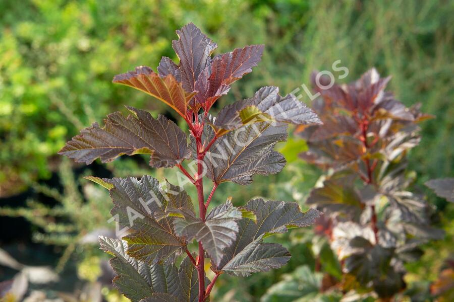 Tavola kalinolistá 'Schuch' - Physocarpus opulifolius 'Schuch'