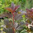 Tavola kalinolistá 'Schuch' - Physocarpus opulifolius 'Schuch'