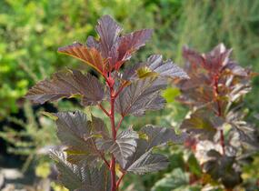 Tavola kalinolistá 'Schuch' - Physocarpus opulifolius 'Schuch'