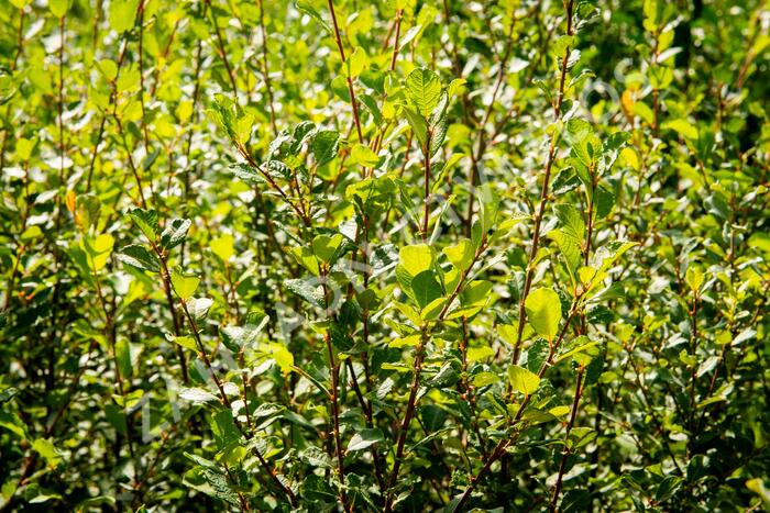 Vrba jíva - Salix caprea