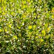 Vrba jíva - Salix caprea