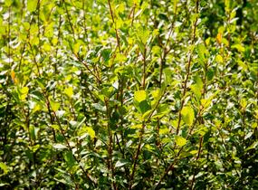 Vrba jíva - Salix caprea