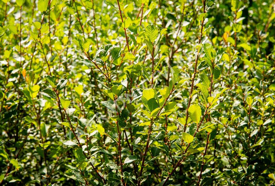 Vrba jíva - Salix caprea