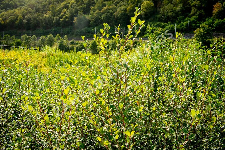 Vrba jíva - Salix caprea