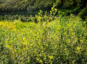 Vrba jíva - Salix caprea
