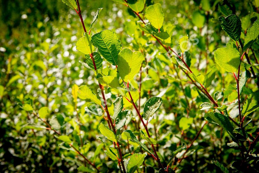 Vrba jíva - Salix caprea