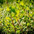 Vrba jíva - Salix caprea