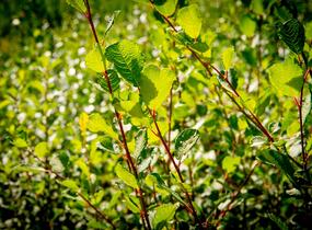 Vrba jíva - Salix caprea
