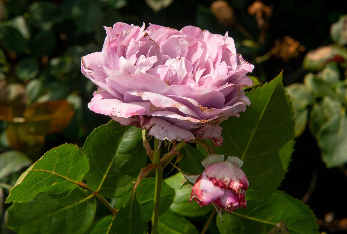 Růže mnohokvětá Kordes 'Novalis' - Rosa MK 'Novalis'