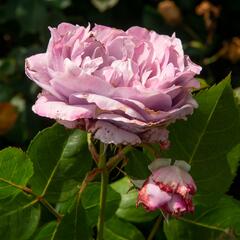 Růže mnohokvětá Kordes 'Novalis' - Rosa MK 'Novalis'