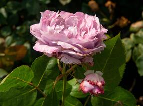 Růže mnohokvětá Kordes 'Novalis' - Rosa MK 'Novalis'