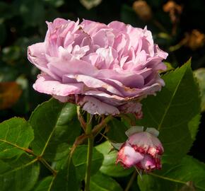 Růže mnohokvětá Kordes 'Novalis' - Rosa MK 'Novalis'