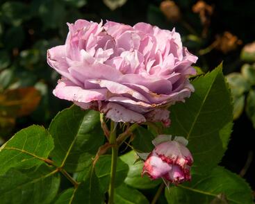 Růže mnohokvětá Kordes 'Novalis'