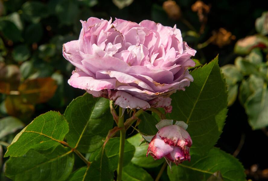 Růže mnohokvětá Kordes 'Novalis' - Rosa MK 'Novalis'