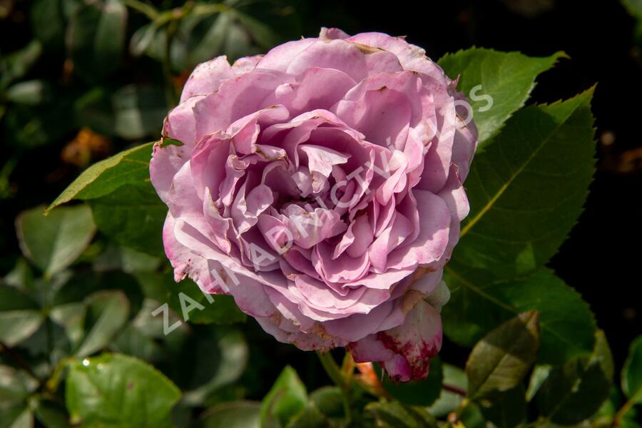 Růže mnohokvětá Kordes 'Novalis' - Rosa MK 'Novalis'