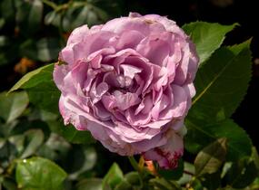 Růže mnohokvětá Kordes 'Novalis' - Rosa MK 'Novalis'