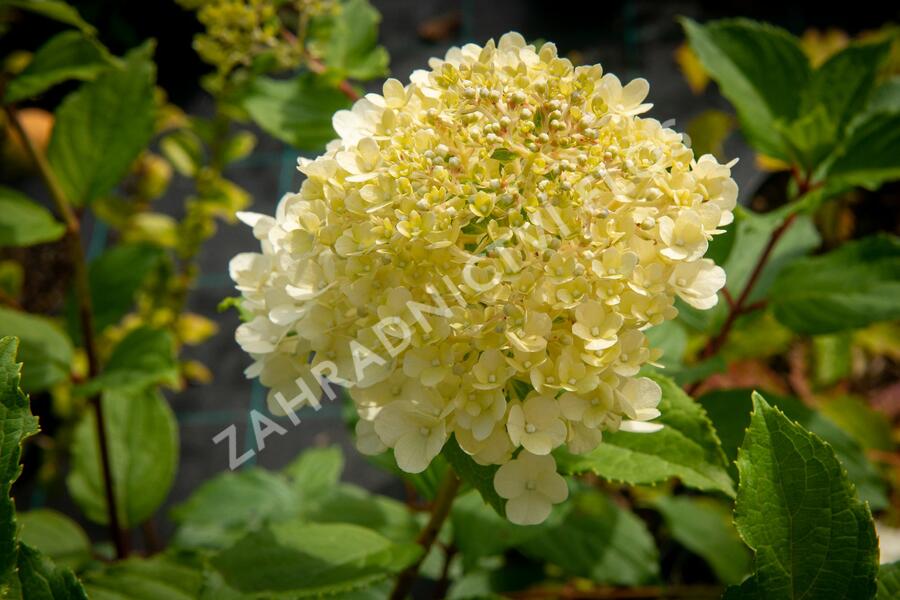 Hortenzie latnatá 'Magical Moonlight' - Hydrangea paniculata 'Magical Moonlight'