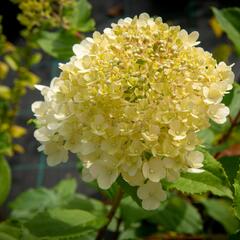 Hortenzie latnatá 'Magical Moonlight' - Hydrangea paniculata 'Magical Moonlight'