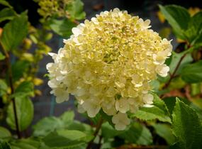 Hortenzie latnatá 'Magical Moonlight' - Hydrangea paniculata 'Magical Moonlight'