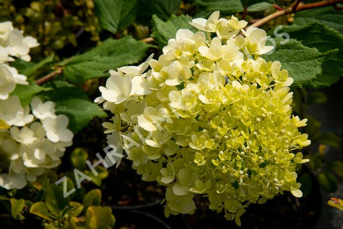 Hortenzie latnatá 'Magical Moonlight' - Hydrangea paniculata 'Magical Moonlight'