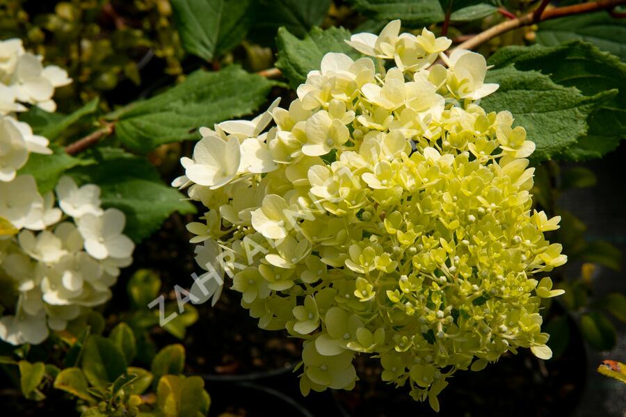 Hortenzie latnatá 'Magical Moonlight' - Hydrangea paniculata 'Magical Moonlight'