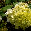 Hortenzie latnatá 'Magical Moonlight' - Hydrangea paniculata 'Magical Moonlight'