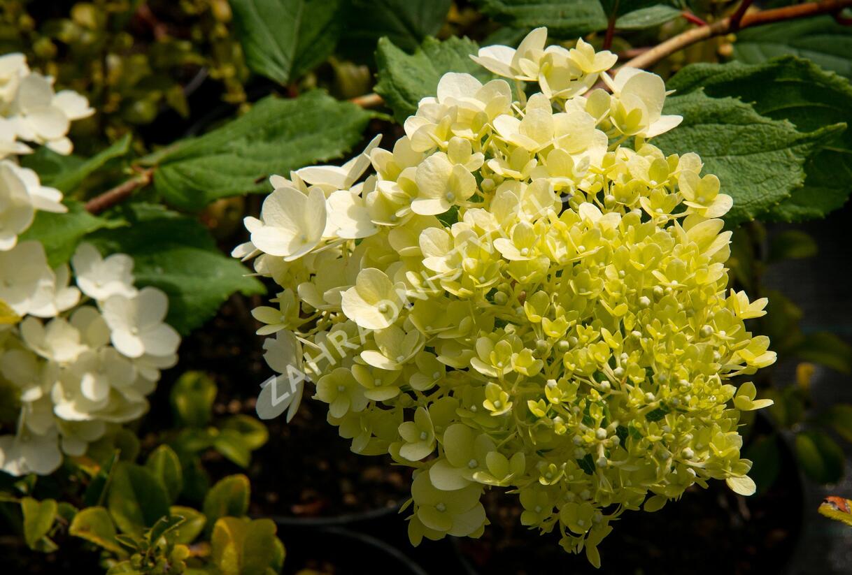 Hortenzie latnatá 'Magical Moonlight' - Hydrangea paniculata 'Magical Moonlight'