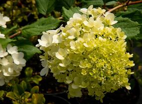 Hortenzie latnatá 'Magical Moonlight' - Hydrangea paniculata 'Magical Moonlight'