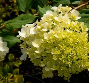 Hortenzie latnatá 'Magical Moonlight' - Hydrangea paniculata 'Magical Moonlight'