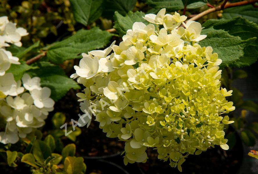 Hortenzie latnatá 'Magical Moonlight' - Hydrangea paniculata 'Magical Moonlight'