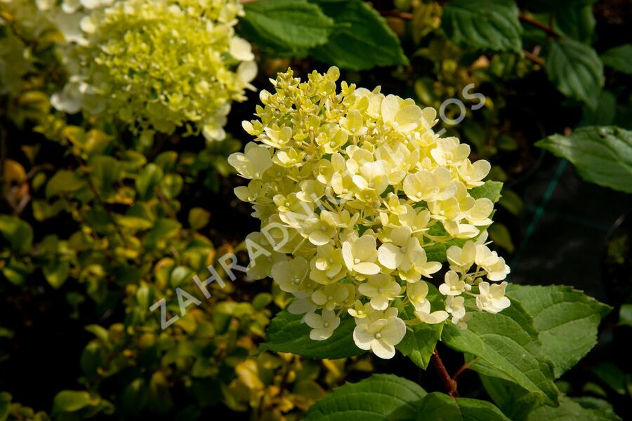 Hortenzie latnatá 'Magical Moonlight' - Hydrangea paniculata 'Magical Moonlight'
