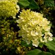 Hortenzie latnatá 'Magical Moonlight' - Hydrangea paniculata 'Magical Moonlight'