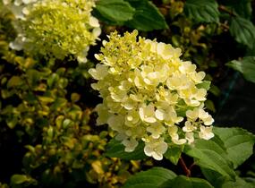 Hortenzie latnatá 'Magical Moonlight' - Hydrangea paniculata 'Magical Moonlight'