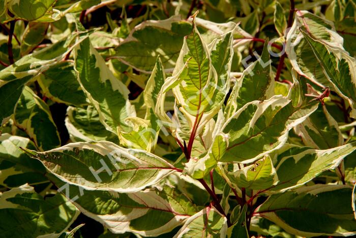 Svída bílá 'Ivory Halo' - Cornus alba 'Ivory Halo'