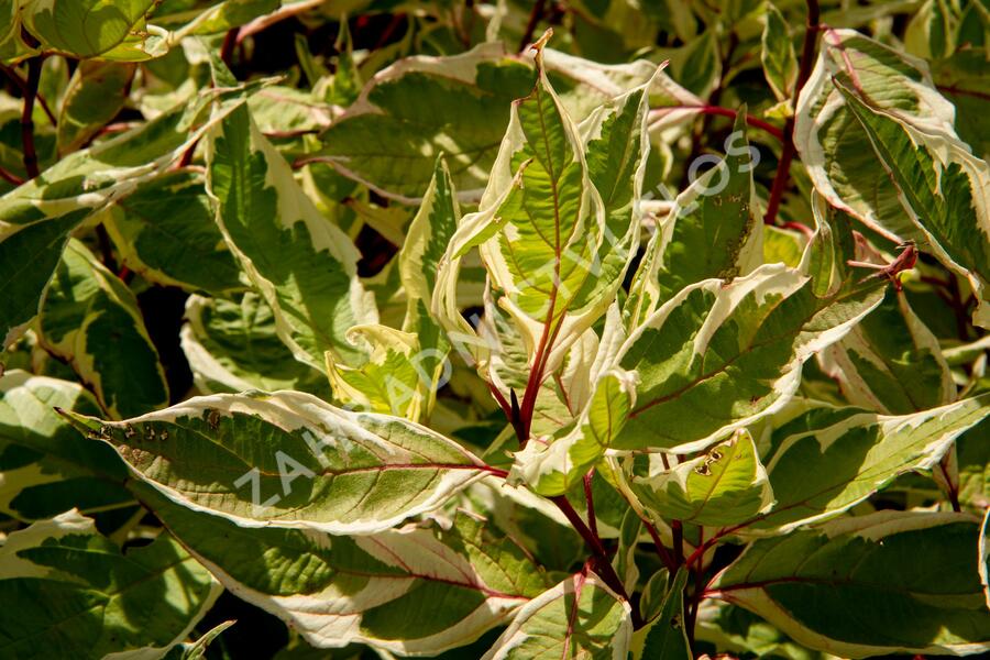 Svída bílá 'Ivory Halo' - Cornus alba 'Ivory Halo'
