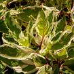 Svída bílá 'Ivory Halo' - Cornus alba 'Ivory Halo'