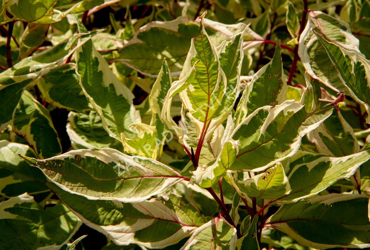 Svída bílá 'Ivory Halo' - Cornus alba 'Ivory Halo'