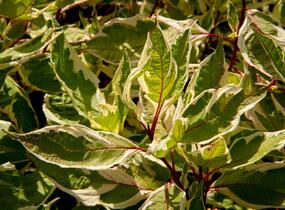 Svída bílá 'Ivory Halo' - Cornus alba 'Ivory Halo'