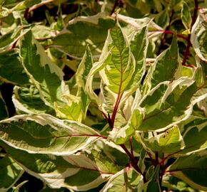 Svída bílá 'Ivory Halo' - Cornus alba 'Ivory Halo'