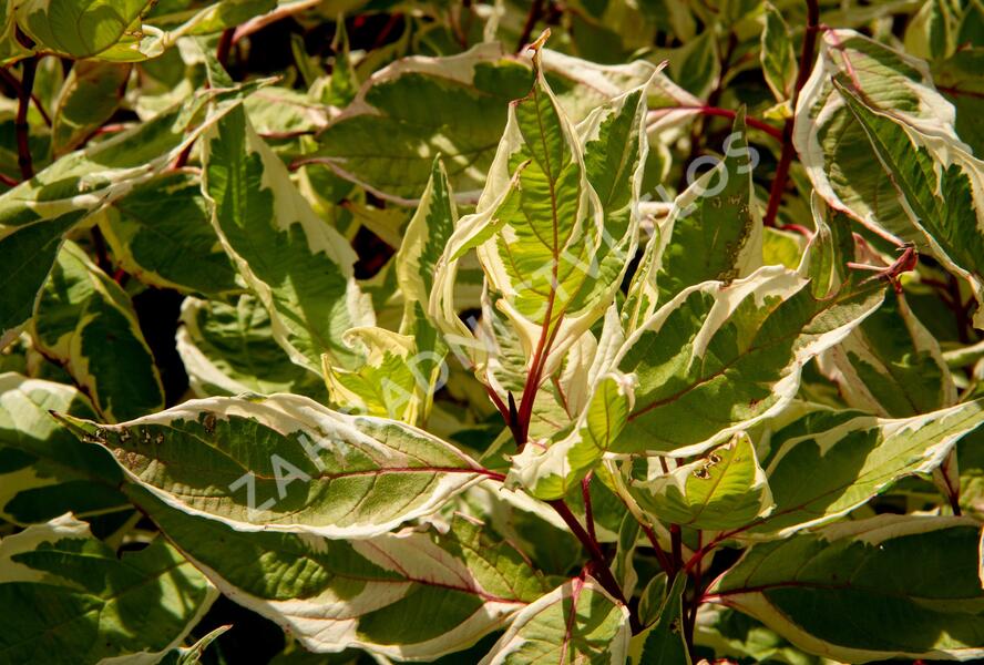 Svída bílá 'Ivory Halo' - Cornus alba 'Ivory Halo'
