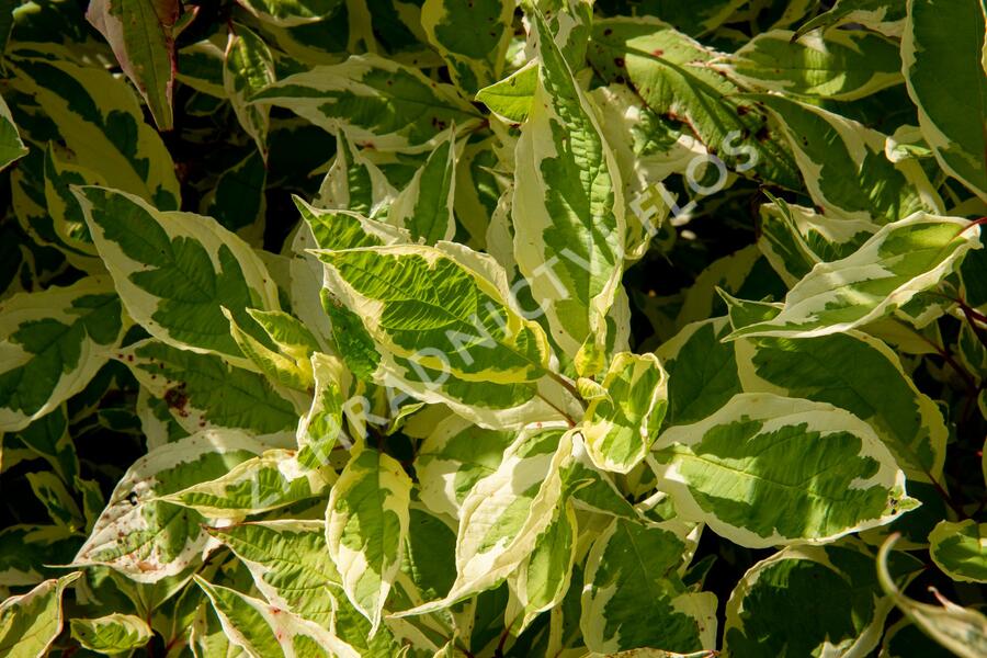 Svída bílá 'Ivory Halo' - Cornus alba 'Ivory Halo'