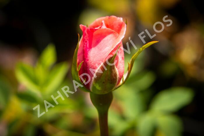 Růže pnoucí Kordes 'Hella' - Rosa PN 'Hella'