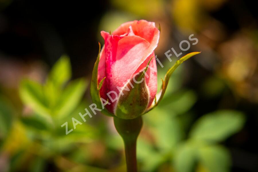 Růže pnoucí Kordes 'Hella' - Rosa PN 'Hella'