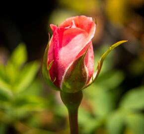 Růže pnoucí Kordes 'Hella' - Rosa PN 'Hella'