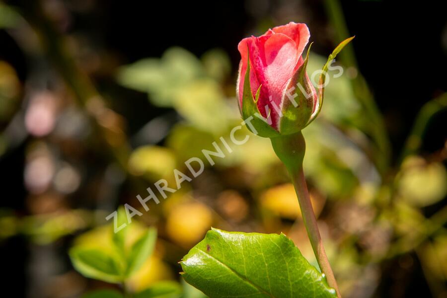 Růže pnoucí Kordes 'Hella' - Rosa PN 'Hella'