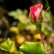 Růže pnoucí Kordes 'Hella' - Rosa PN 'Hella'